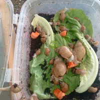 حلزون آلبینو