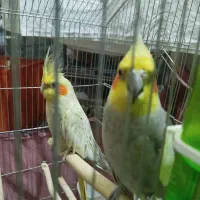 عروس هلندی