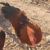 مرغ گلین خوشکل وگلپایگان|حیوانات مزرعه|تنکمان, |دیوار