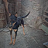 سلام یک جفت نر وماده ژرمن