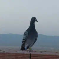 کبوتر کفتر نر