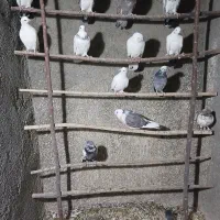 کفترپرشی|پرنده|قلعه نو, |دیوار