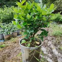 یاس هلندی سطل ۱۰|گل و گیاه طبیعی|کلاچای, |دیوار