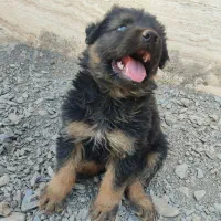 توله سگ ژرمن