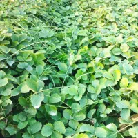 بوته نهال توت فرهنگی سابرینا