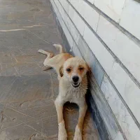 توله سگ پاپی ماده شیری رنگ