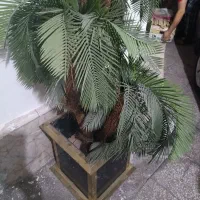 درخت مصنوعی سیکاس|گل مصنوعی|مشهد, امام خمینی|دیوار