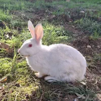 خرگوش|موش و خرگوش|بابل, |دیوار