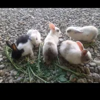 خرگوش سرحال