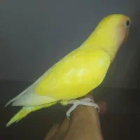 کوتوله .عروس.فنچ