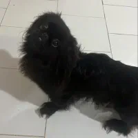 فروش سگ|سگ|قائم‌شهر, |دیوار