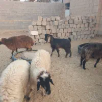 گاو و بز نر برایه فروش