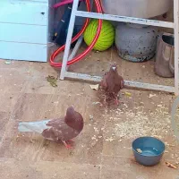 پرنده|پرنده|قم, پردیسان|دیوار