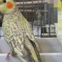 مژدگانی برای یابنده ی عروس هلندی(گمشده)|پرنده|بندر امام خمینی, |دیوار