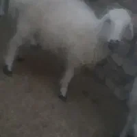 گوسفند ابست و بره|حیوانات مزرعه|زابل, |دیوار