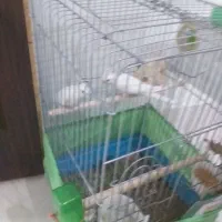 عروس هلندی|پرنده|سرپل ذهاب, |دیوار