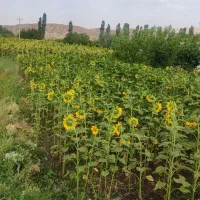 درمان گیاهیه بواسیر