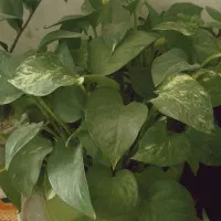 گل پتوس زیبا و سرحال و گل موسی در گهواره