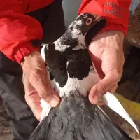 کبوترپلنگ دورنگ کرمونی اصل