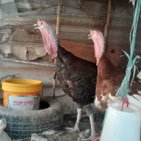 دوعدد بوقلمون