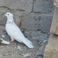 کبوتر  رنگی|پرنده|اهواز, عین ۲|دیوار