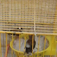 فنچ گلدین.بنگالی.کرواتی