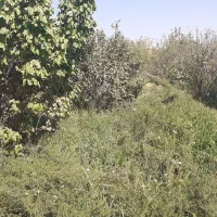 زمین باغ مشکات