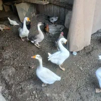 قوقاز|حیوانات مزرعه|بندر ماهشهر, |دیوار