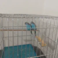 دوعدد مرغ عشق باقفس ولانه جفت گیری جا دونه واب