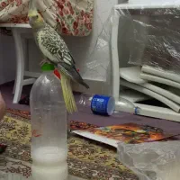 عروس گمشده|حیوانات|تبریز, |دیوار