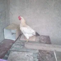 با سلام یک عددخروس محلی ۵ ماهه|حیوانات مزرعه|طسوج, |دیوار