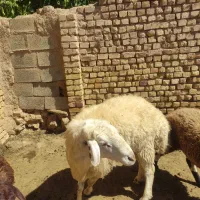 قوچ دو ساله|حیوانات مزرعه|داران, |دیوار
