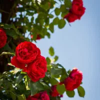 بیستی (صندوق )۲۰ میلیونی ۱۰ ماهه