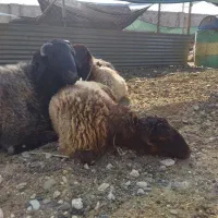 قوچ جوان دوقلو