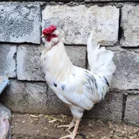 جوجه گلین پنگوئنی و تخم گلین|حیوانات مزرعه|جویبار, |دیوار