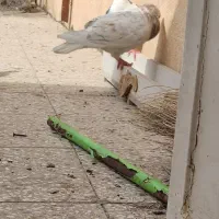 تیکه دار خطی نر