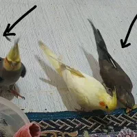 عروس هلندی مولد