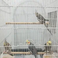 عروس هلندی ۲ جفت مولد به شرط