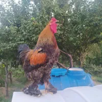 برهما