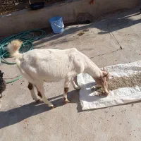 تعداد بز|حیوانات مزرعه|رفسنجان, |دیوار