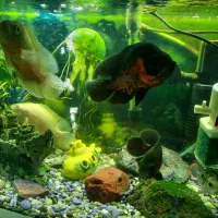 آکواریوم وباهمه تجهیزات