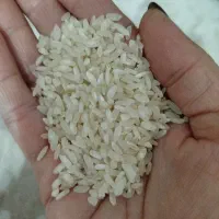 یک تن برنج کامفیروزی ۲۵۵