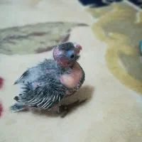 جوجه عروس هلندی وایت فیس شاه تخم