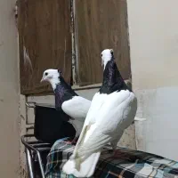 کبوتر  اشغال زرد و طوقی