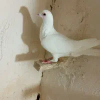 پلنگ سبز. سفید. مگس سه کفترنر|پرنده|خاش, |دیوار