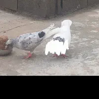 هفرنگ دم سفید جوانه