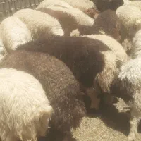 ۲۶ عدد بره نر وماده
