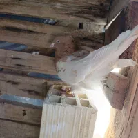 کبوتر|پرنده|آباده, |دیوار