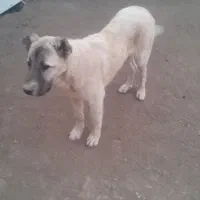 طوله ۵ماهه ماده سراب