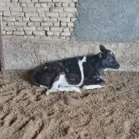 گوساله|حیوانات مزرعه|عسگران, |دیوار